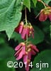 Acer spicatum 11
