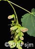 Acer spicatum 12