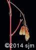 Acer spicatum 13