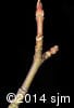Acer spicatum 14