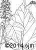 Acer spicatum 15