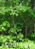 Acer spicatum 1