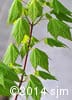 Acer spicatum 2