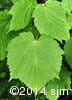 Acer spicatum 3