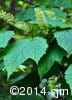 Acer spicatum 4