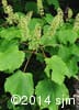 Acer spicatum 5