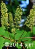 Acer spicatum 6