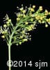 Acer spicatum 7