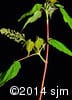 Acer spicatum 8