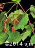 Acer spicatum 9