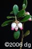 Arctostaphylos uva-ursi flw