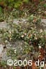 Arctostaphylos uva-ursi hab