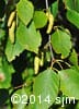 Betula papyrifera 11