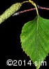 Betula papyrifera 12