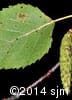 Betula papyrifera 13