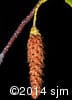 Betula papyrifera 14