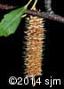 Betula papyrifera 15