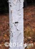 Betula papyrifera 17