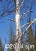 Betula papyrifera 18