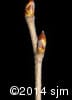 Betula papyrifera 20