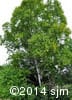 Betula papyrifera 2