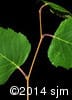 Betula papyrifera 5