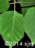 Betula papyrifera 6