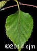 Betula papyrifera 7