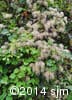 Clematis virginiana 10