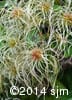 Clematis virginiana 12