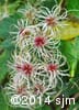 Clematis virginiana 13