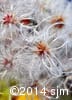 Clematis virginiana 14