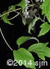 Clematis virginiana 4