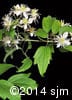 Clematis virginiana 5