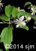 Clematis virginiana 7