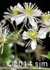 Clematis virginiana 8