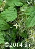 Clematis virginiana 9