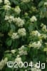 Cornus alternifolia flpl