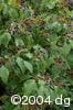 Cornus alternifolia frpl