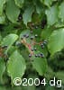 Cornus alternifolia frt