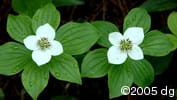 Cornus canadensis flw