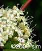 Cornus stolonifera flw