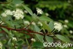 Cornus stolonifera inf