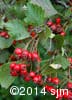 Crataegus chrysocarpa 10