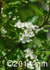 Crataegus chrysocarpa 4