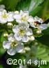Crataegus chrysocarpa 6