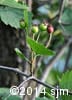 Crataegus chrysocarpa 8