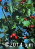 Crataegus chrysocarpa 9