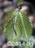 Fagus grandifolia 3