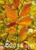 Fagus grandifolia 7